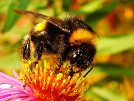 Шмель Зихеля