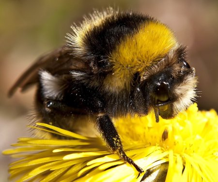 Мохнатый Шмель насекомое