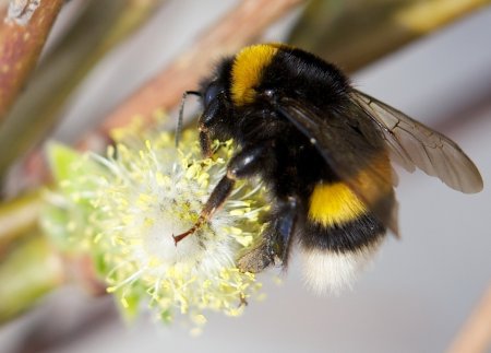 Шафранный Шмель