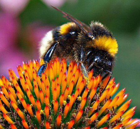 Шафранный Шмель