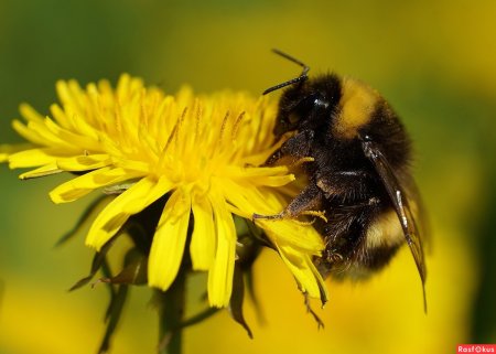 Шафранный Шмель