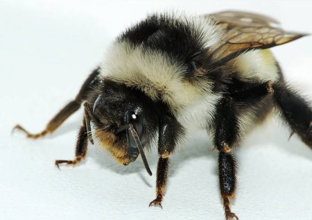 Шмель жалит