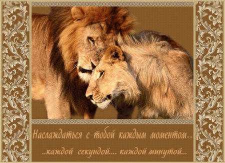 Открытки с добрым утром со львами