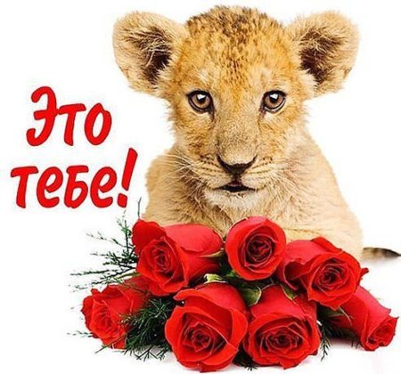 Добрый вечер Львенок с розами