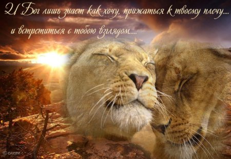 Доброй ночи львы