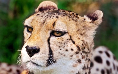 Милый гепард