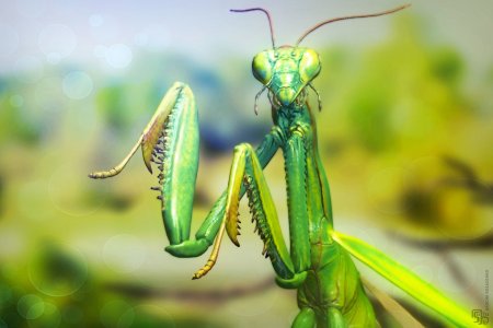 Богомол обыкновенный (Mantis religiosa)