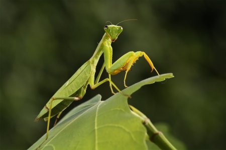 Ischnomantis Gigas богомол