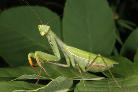 Mantis religiosa богомол