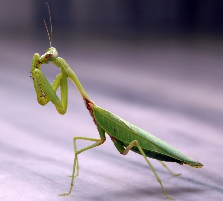 Богомол обыкновенный (Mantis religiosa)