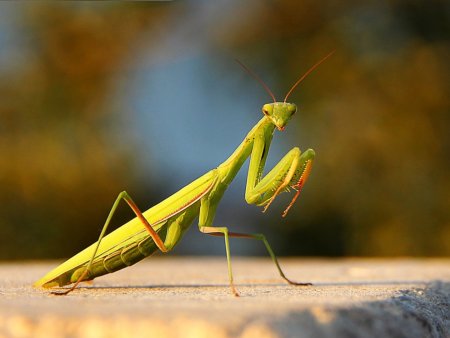 Богомол обыкновенный Mantis religiosa самец
