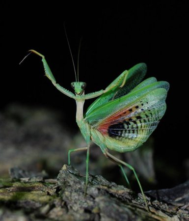 Богомол пятнистокрылый (Iris polystictica)
