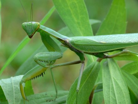 Богомол обыкновенный (Mantis religiosa)