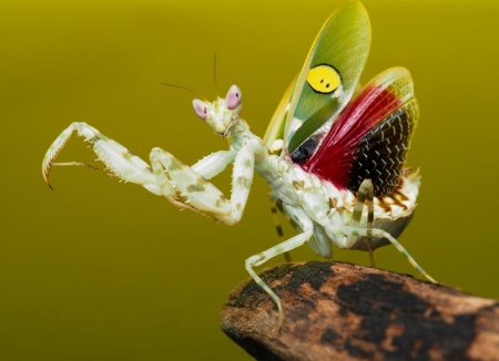Богомол Creobroter meleagris
