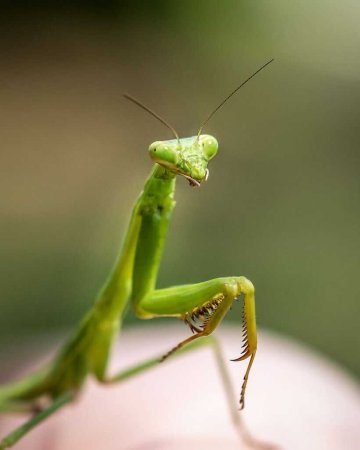Богомол обыкновенный (Mantis religiosa)