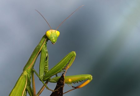 Богомол обыкновенный (Mantis religiosa)