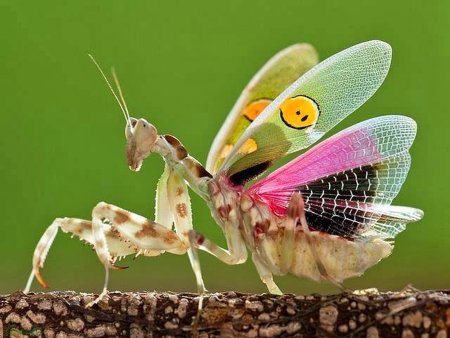 Индийский цветочный богомол (Creobroter pictipennis)