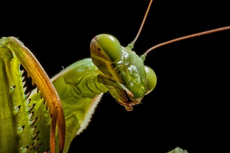 Земляной богомол (Geomantis Larvoides)