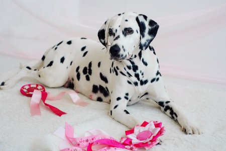 Далматин щенок девочка