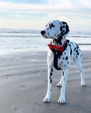 Порода далматинец