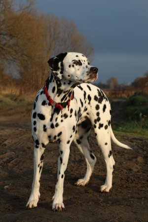 Порода далматинец
