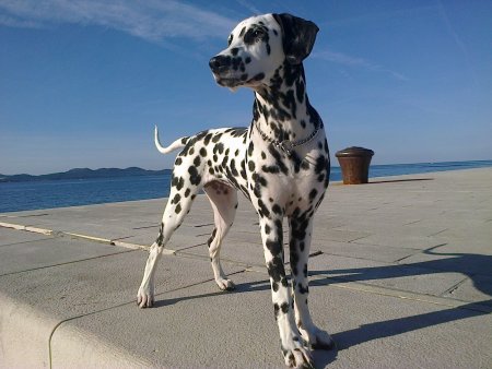 Порода собак Далматин