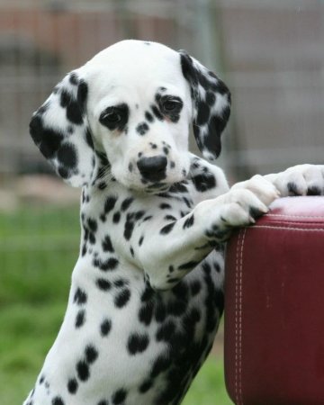 Порода собак Далматин