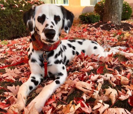 Собака далматинец