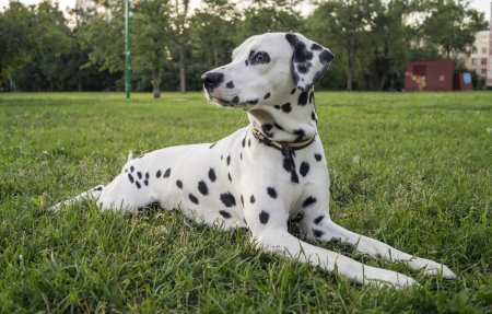 Порода собак Далматин