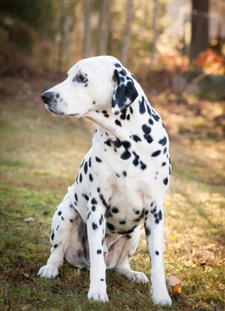 Порода Далматин