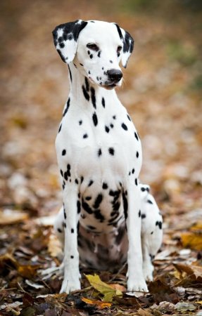 Собаки породы далматинец