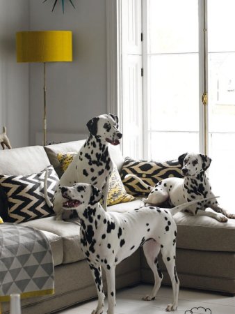 Порода собак Далматин