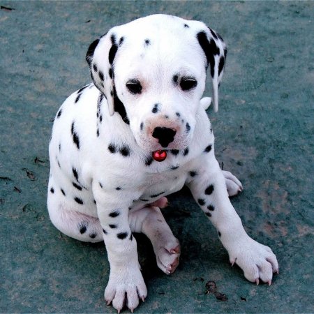 Далматинец альбинос