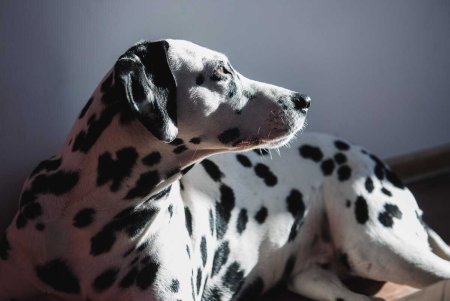 Собака Далматин РАФ