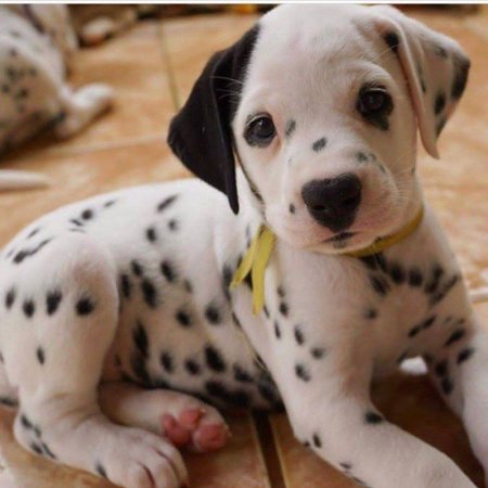 Далматинец щенок