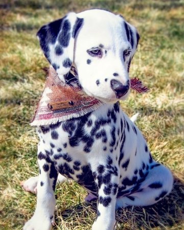 Собака долматин