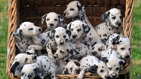 Далматин, щенок
