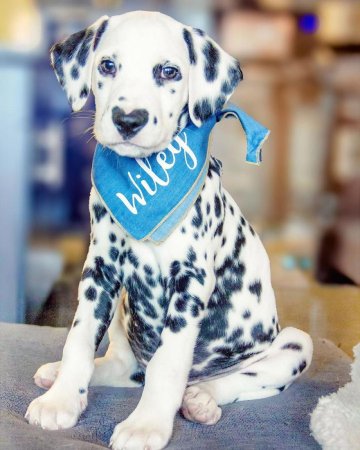 Порода Далматин