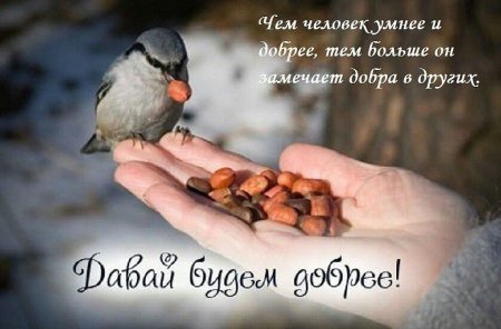 Мудрые высказывания о птицах
