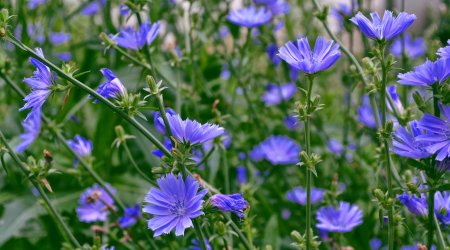 Цикорий растение