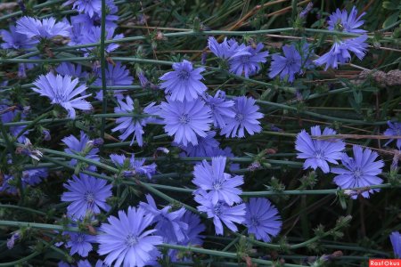 Цикорий цветок