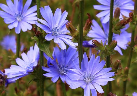 Цикорий обыкновенный