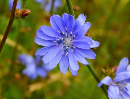 Соцветие цикория