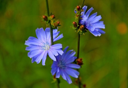 Цикорий обыкновенный растение