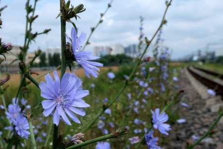 Цикорий как выглядит растение
