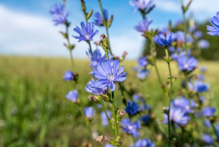 Цикорий Луговой