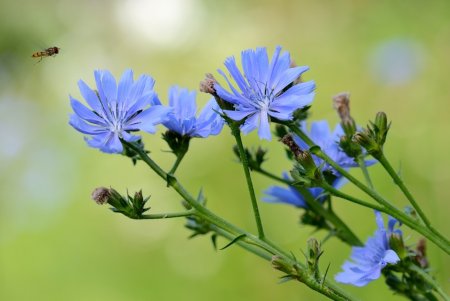 Василек Луговой цикорий герань