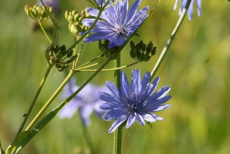 Цикорий обыкновенный сорняк