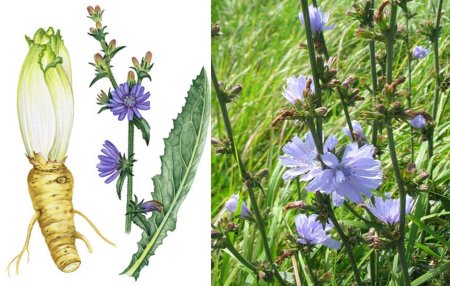 Цикорий обыкновенный стебель