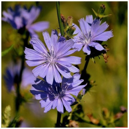 Дикий цикорий (Cichorium